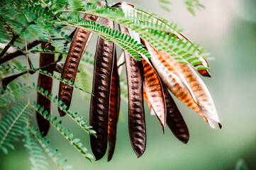 Legumes with green leaves in Hawaii