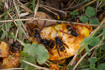 African wasps or Hornets eating pieces of a yellow rotten apple on an autumn day.