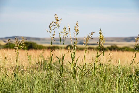 Native Prairie Grassland with fescue grass, blue sky, and distant hills
