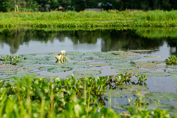 White water lily. National flower of Bangladesh.