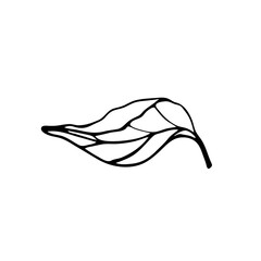 Contour engraving branch, foliage. Black and white line art decoration of leaves.  Vector isolated clipart. Minimal monochrome hand drawing botanical design.
