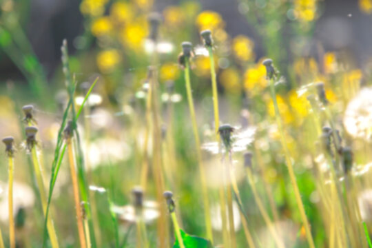 defocused background image.
Dandelions and grass on a summer sunny day