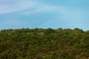 forest on a mountain close-up