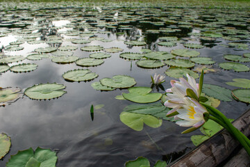 White water lily. National flower of Bangladesh.