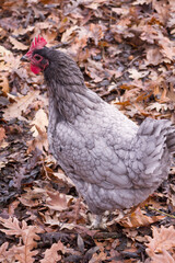 Andalusian chicken with autumn oak leaves as a background. 