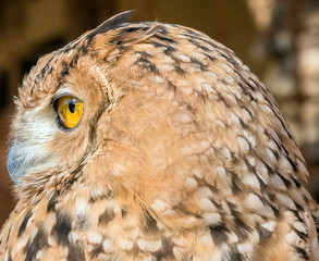 Long-eared Owl sitting on the branch in forest during dark day. Owl hidden in the forest. Wildlife scene from the nature habitat. Bird on the spruce tree.
