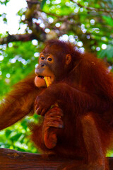 Breakfast with orangutan at Bali zoo, Indonesia