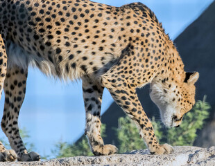 Wild Animal Cheeta on Rocks