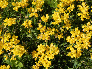 Genista sagittalis | Gewöhnlicher Flügelginster. Doppelter Blütenhülle, Blütenkrone mit form...