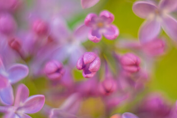 Fototapeta na wymiar Blur background - lilac flowers in the spring close up