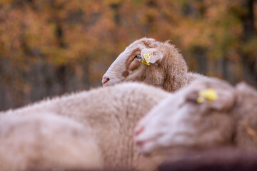 White sheeps with autumn oak forest in the background.