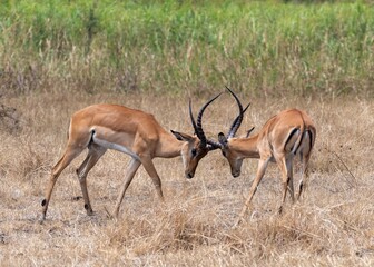 Impala in the Akagera National Park