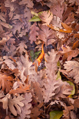 Fire starting in an oak forest.