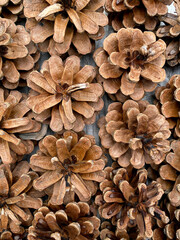 Pine cones. Tree seeds. Coniferous. On wooden Background.