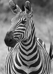 Fototapeta na wymiar zebra in the wild, Akagera National Park, Rwanda