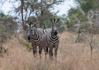 Fototapeta na wymiar zebra in the wild, Akagera National Park, Rwanda