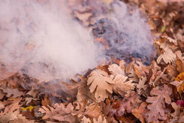 Smoke raising from dry oak leaves.