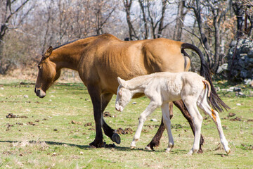 Chestnut Lusitano mare with one week albino foal walking in a forest.