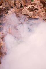 White smoke and dry oak leaves in the background.