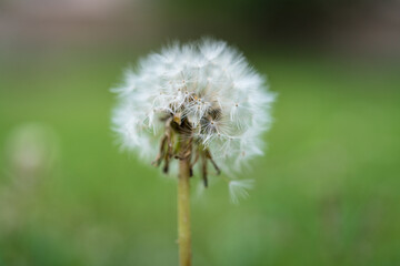 Dandelion puff against a soft defocused meadow in summer.