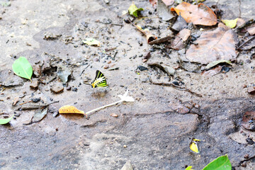 butterfly on a ground.