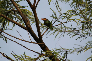 Brown Headed Barbet