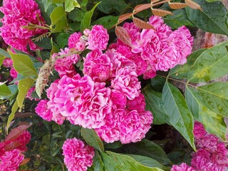 pink hydrangea flowers