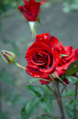 red rose bud after rain