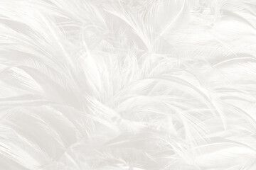 Beautiful white feather wooly pattern texture background