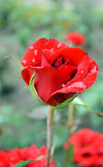 red rose bud after rain