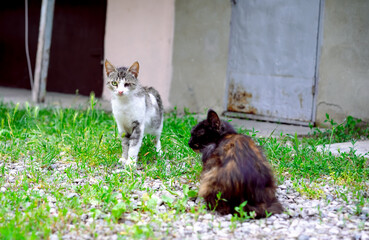 Homeless cat with one eye.
