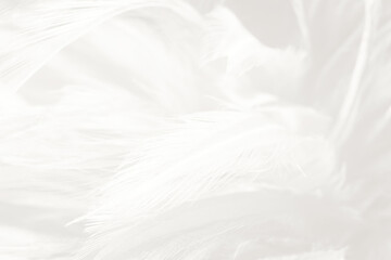 Fototapeta na wymiar Beautiful white feather wooly pattern texture background