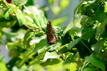 butterfly on flower
