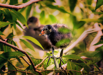 Nestling of common moorhen, also known as swamp chicken, relax on the tree. Sunny day on the pond