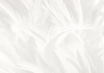 Fototapeta na wymiar Beautiful white feather wooly pattern texture background