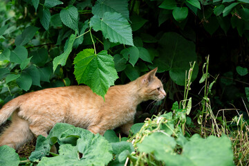Cat sneaks through the foliage