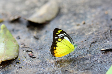 butterfly on the ground