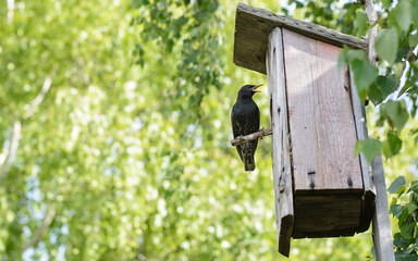Starling sits on a perch near the birdhouse Spring. Green leaves of birch. Sunny day. Concept - the life of starlings in a natural environment