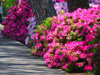 参道のツツジ