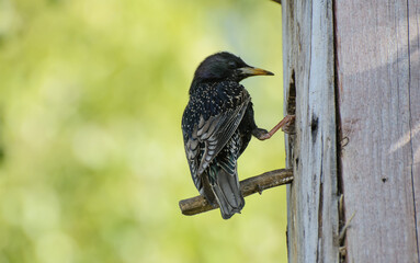 Starling sits on a perch near the birdhouse Spring. Green leaves of birch. Sunny day. Concept - the life of starlings in a natural environment