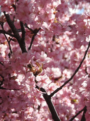 満開の河津桜