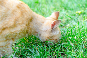 Cat is looking for food in the grass