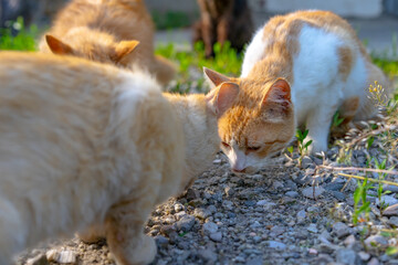 Homeless cats eat on the street.