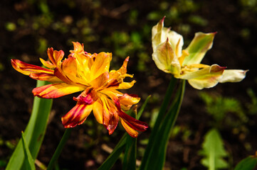 Fototapeta premium two multi-colored tulips in the garden 