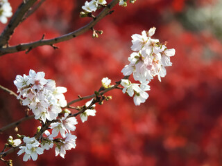 冬の桜
