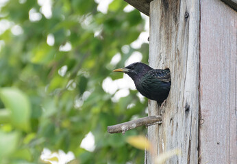 A starling peeps out of a hole in a birdhouse against a background of green birch leaves. Sunny day. The concept is the protection of the world.