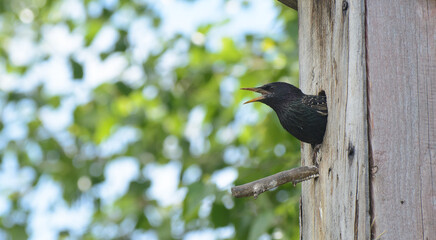 A starling peeps out of a hole in a birdhouse against a background of green birch leaves. Sunny day. The concept is the protection of the world.