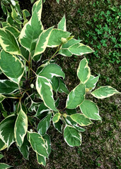 Branches with green leaves in summer, closeup.