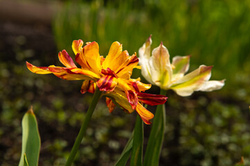 two multi-colored tulips in the garden 