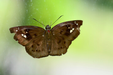 butterfly on a glass.